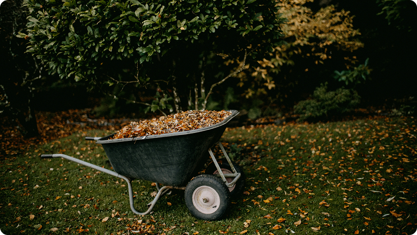 Fall leaves in a wheelbarrow ready for debris removal.